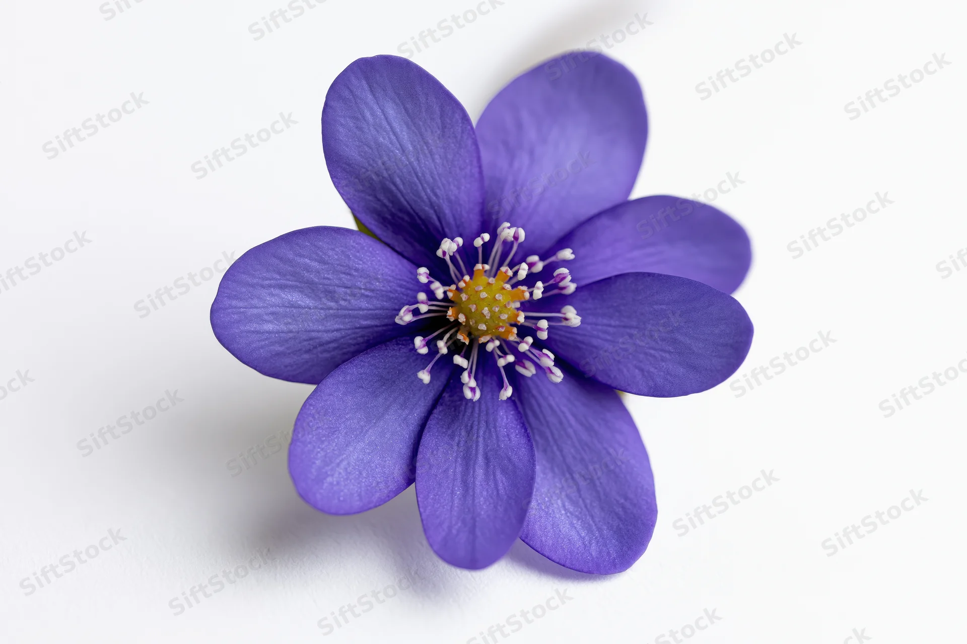 Single hepatica flower in closeup on white background