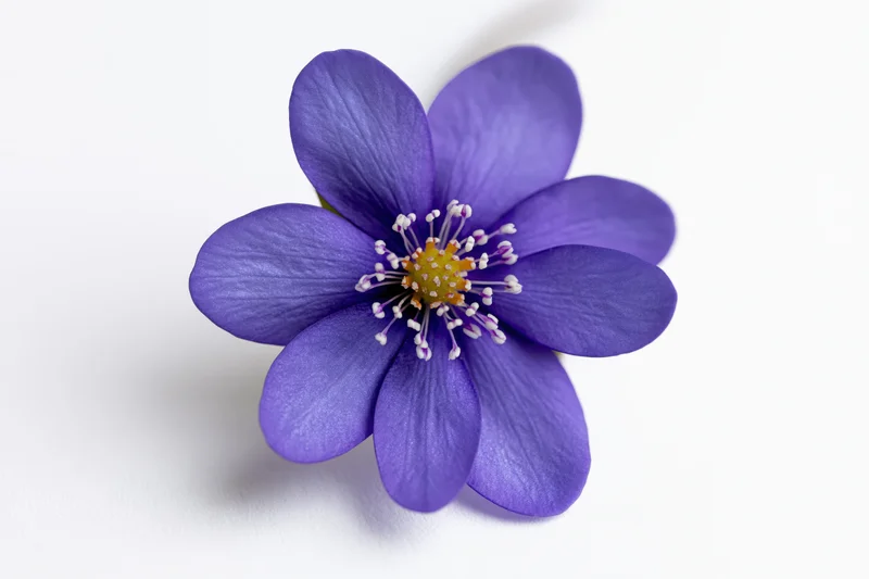 Single hepatica flower in closeup on white background