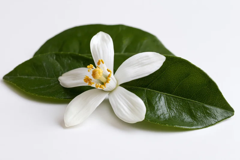White citrus blossom with yellow stamens resting on green leaves against white background