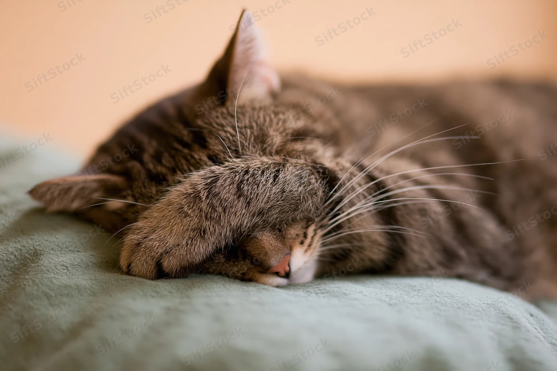 Tabby cat sleeping on its side with paw over face on green blanket