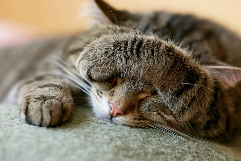 Tabby cat sleeping on its side with paw over face on soft blanket