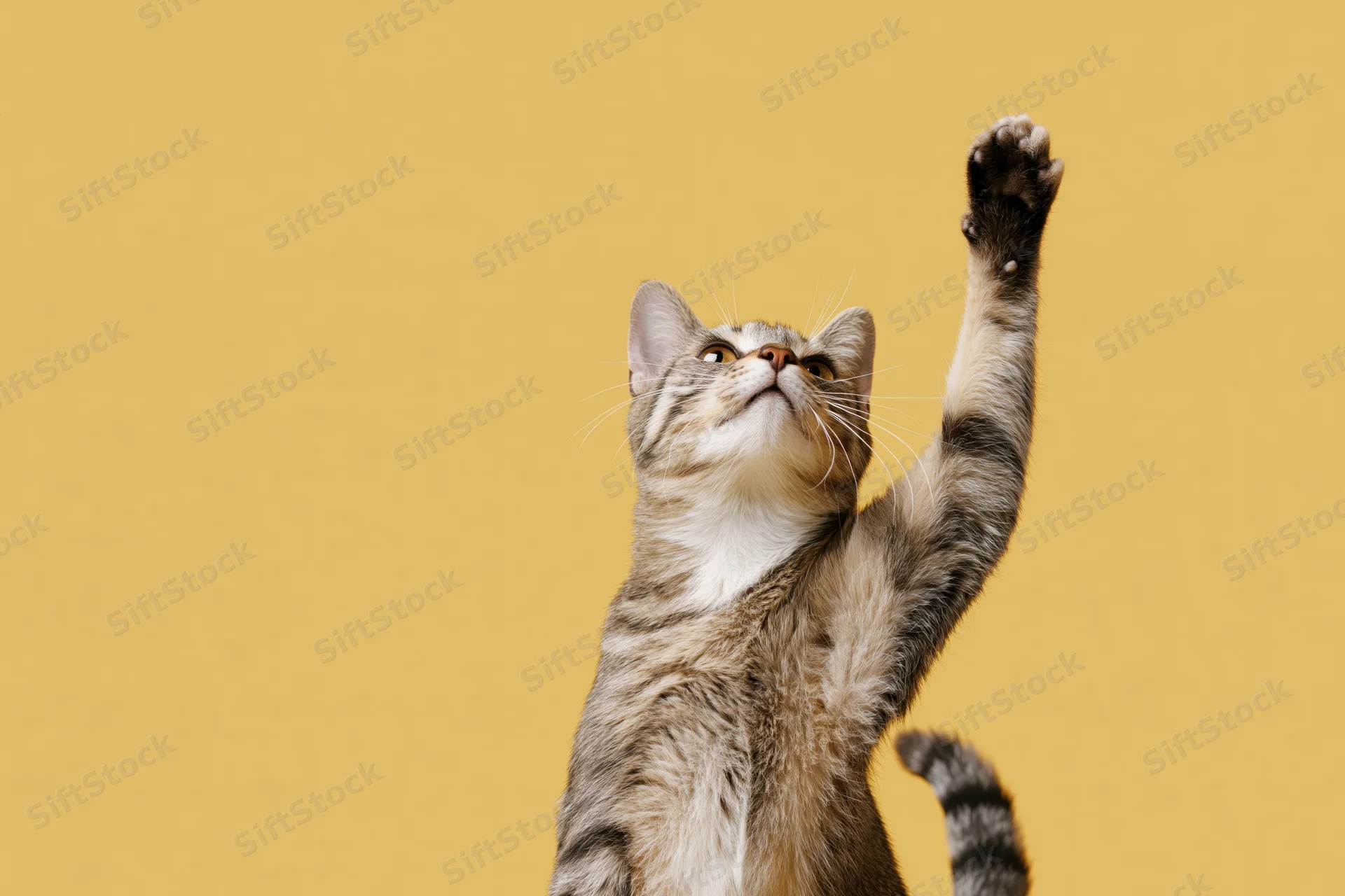 Tabby cat standing on hind legs with one front paw raised upward against yellow background
