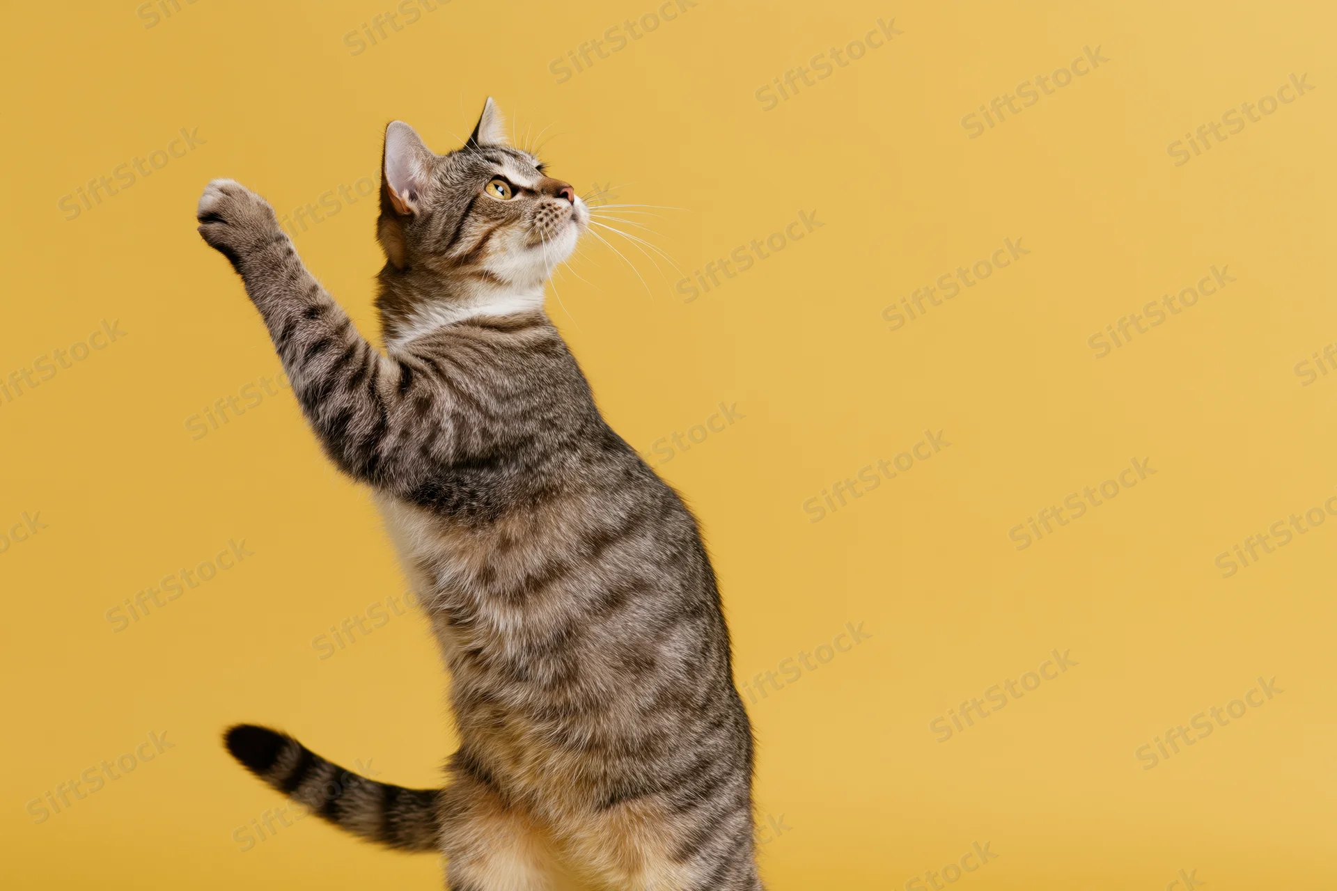 Tabby cat standing on hind legs reaching upward against yellow background