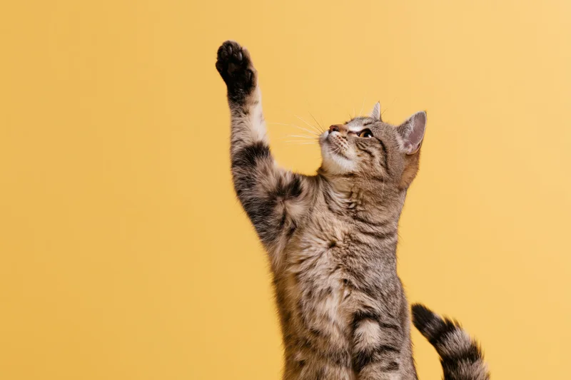 Tabby cat standing on hind legs with one paw raised reaching upward against yellow background