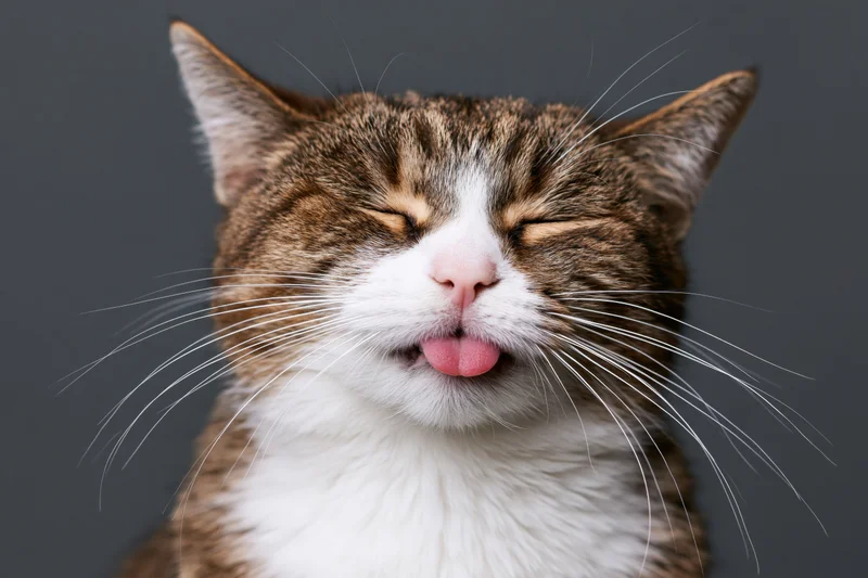 Tabby cat with eyes closed and tongue sticking out against gray background