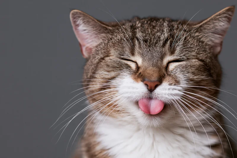 Tabby cat with eyes closed and tongue out in studio portrait