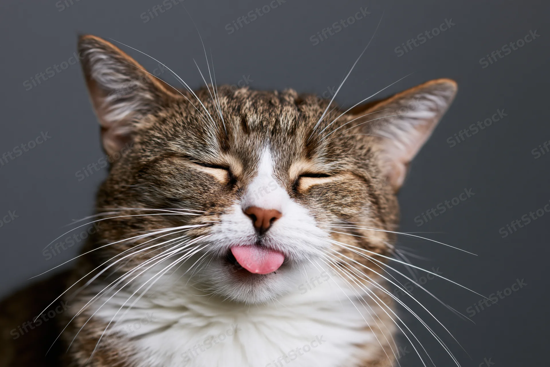 Tabby cat with eyes closed and tongue out in studio portrait