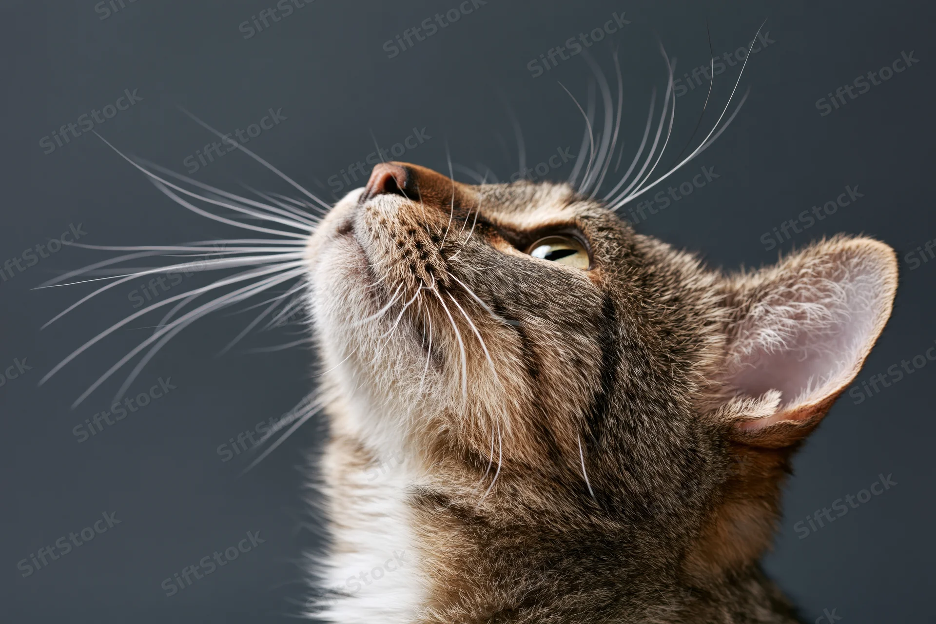 Tabby cat gazing upward with head tilted back against dark background