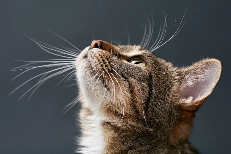 Tabby cat gazing upward with head tilted back against dark background