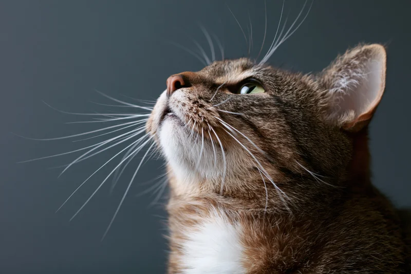 Tabby cat gazing upward with head tilted against dark background