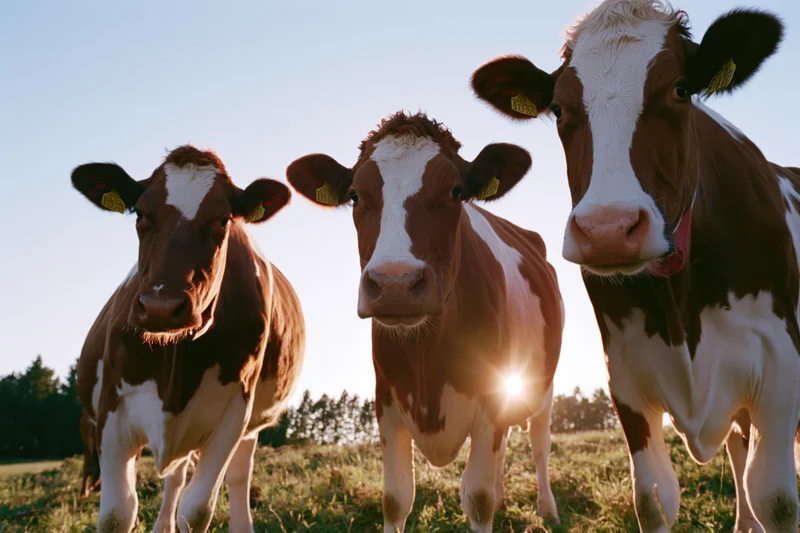 Three red-and-white dairy cows standing in a grassy pasture at sunset