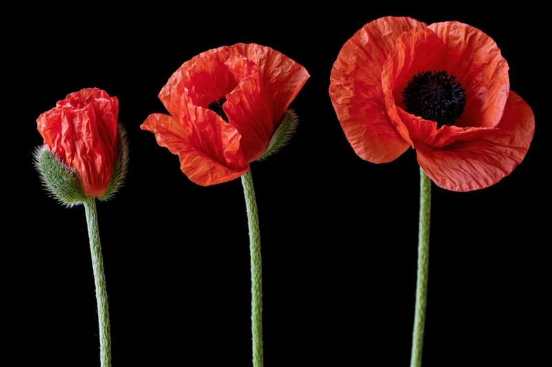 Three red poppy stems in stages of bloom from bud to full flower against black background