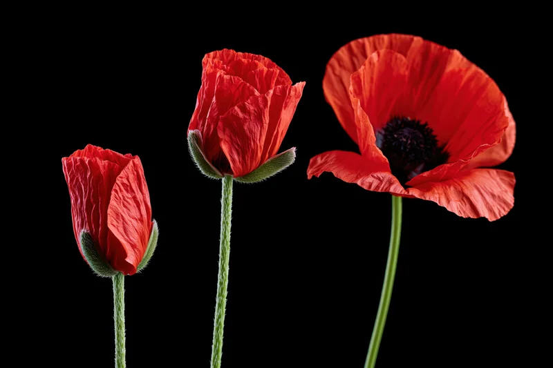 Three red poppies in stages of bloom on black background