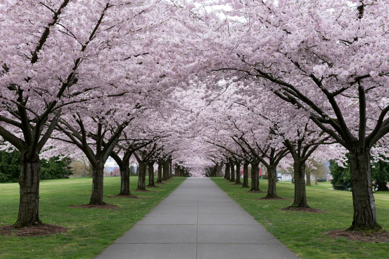 Cherry trees in full bloom lining a straight park pathway creating a floral canopy over green grass
