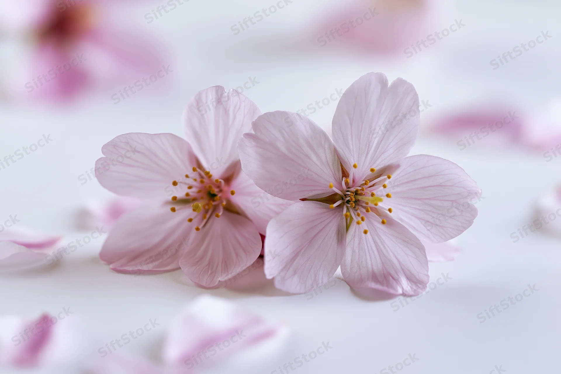 Two cherry blossom flowers resting on a white surface with scattered petals around