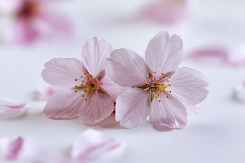 Two cherry blossom flowers resting on a white surface with scattered petals around