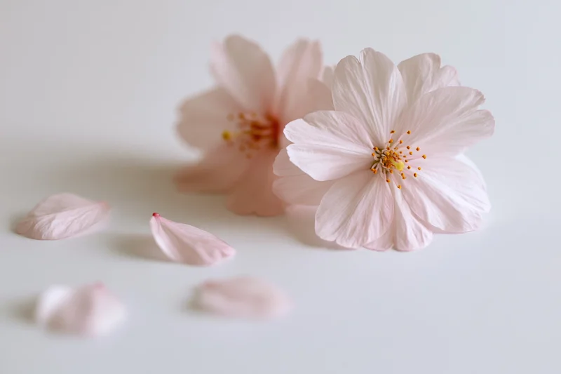 Two cherry blossom flowers and scattered petals resting on a flat white surface