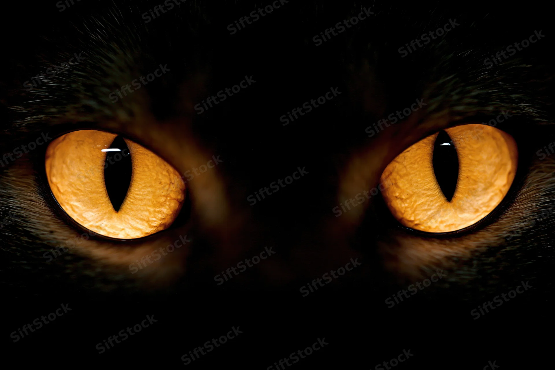 Closeup of glowing amber cat eyes staring forward in darkness