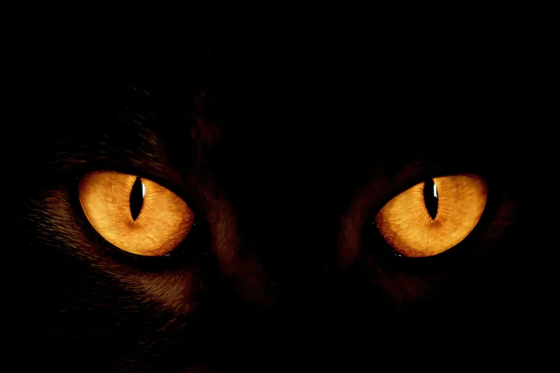 Closeup of glowing amber cat eyes staring forward in complete darkness