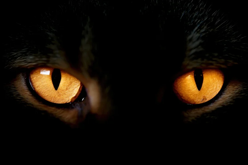 Closeup of glowing amber cat eyes staring forward in darkness