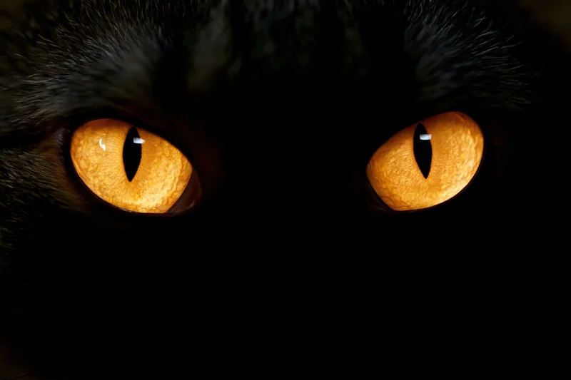 Closeup of glowing amber cat eyes staring forward in darkness