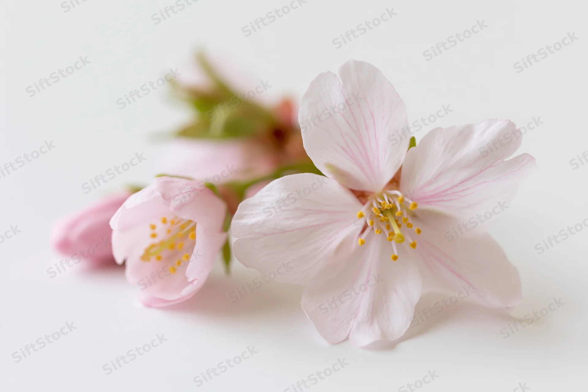 Cherry blossom flowers in bloom on a white surface