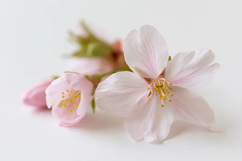 Cherry blossom flowers in bloom on a white surface