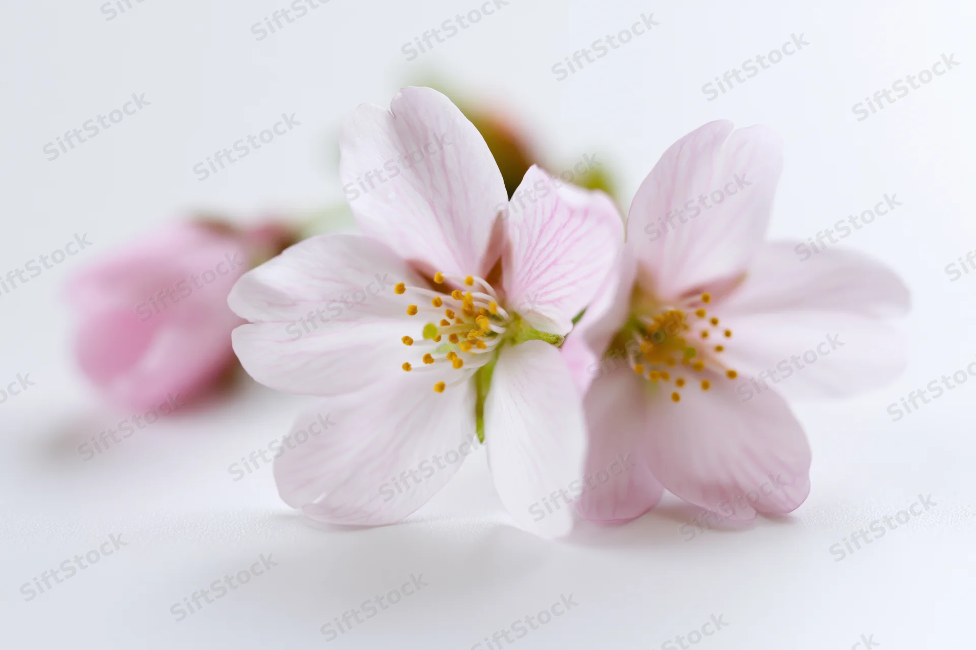 Two pale pink cherry blossom flowers with yellow stamens resting on a white surface