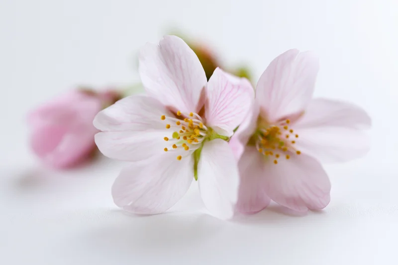 Two pale pink cherry blossom flowers with yellow stamens resting on a white surface
