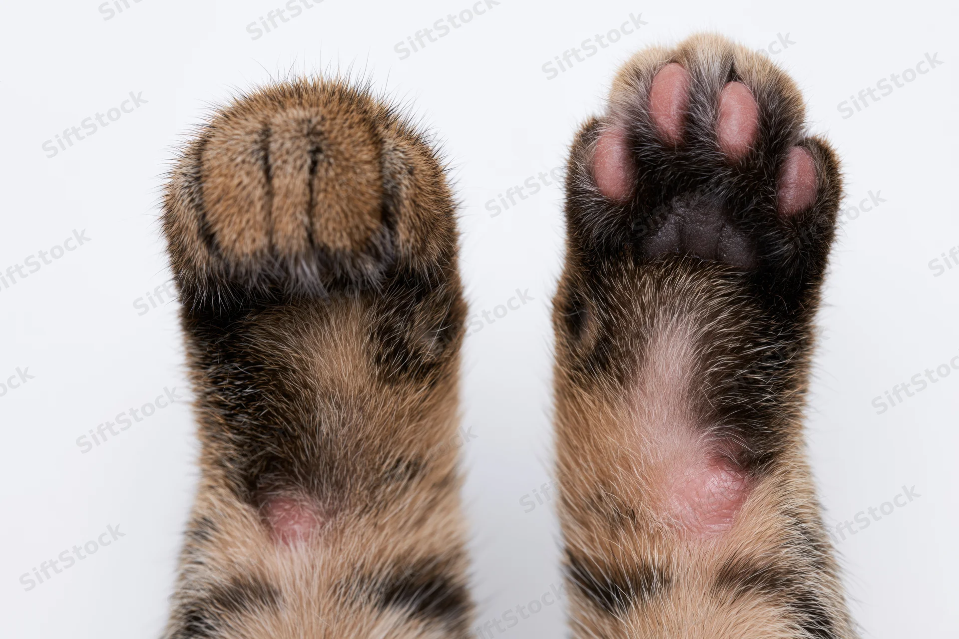 Two tabby cat paws held up side by side showing top and bottom against white background