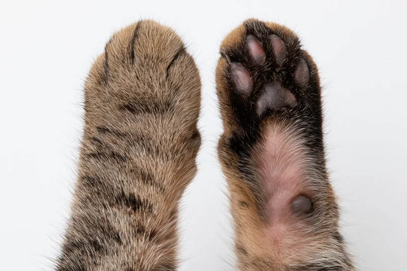 Two tabby cat paws shown side by side, one with fur and one with pads visible, isolated on white background