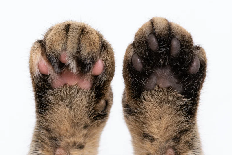 Two tabby cat paws held up side by side showing top and bottom against white background