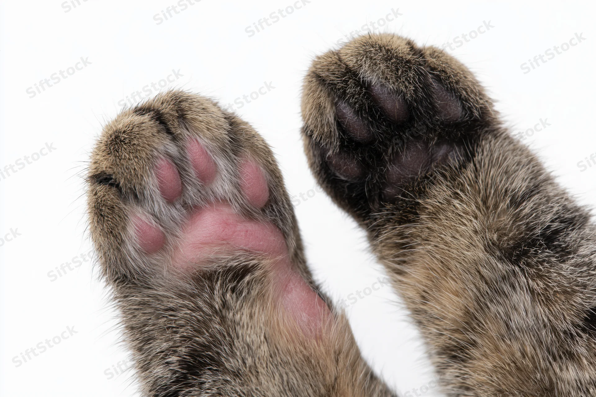 Two tabby cat paws held up side by side showing top and bottom against white background