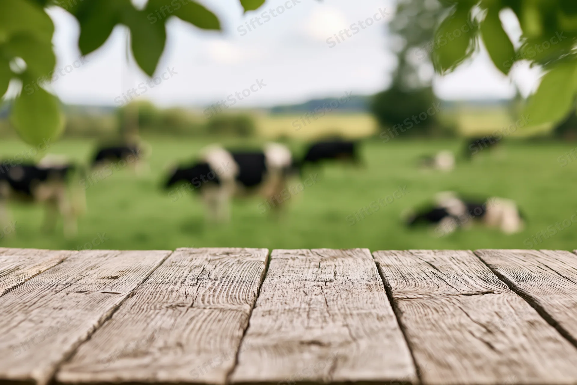 Weathered wooden plank table in foreground with blurred cows grazing in green pasture beyond