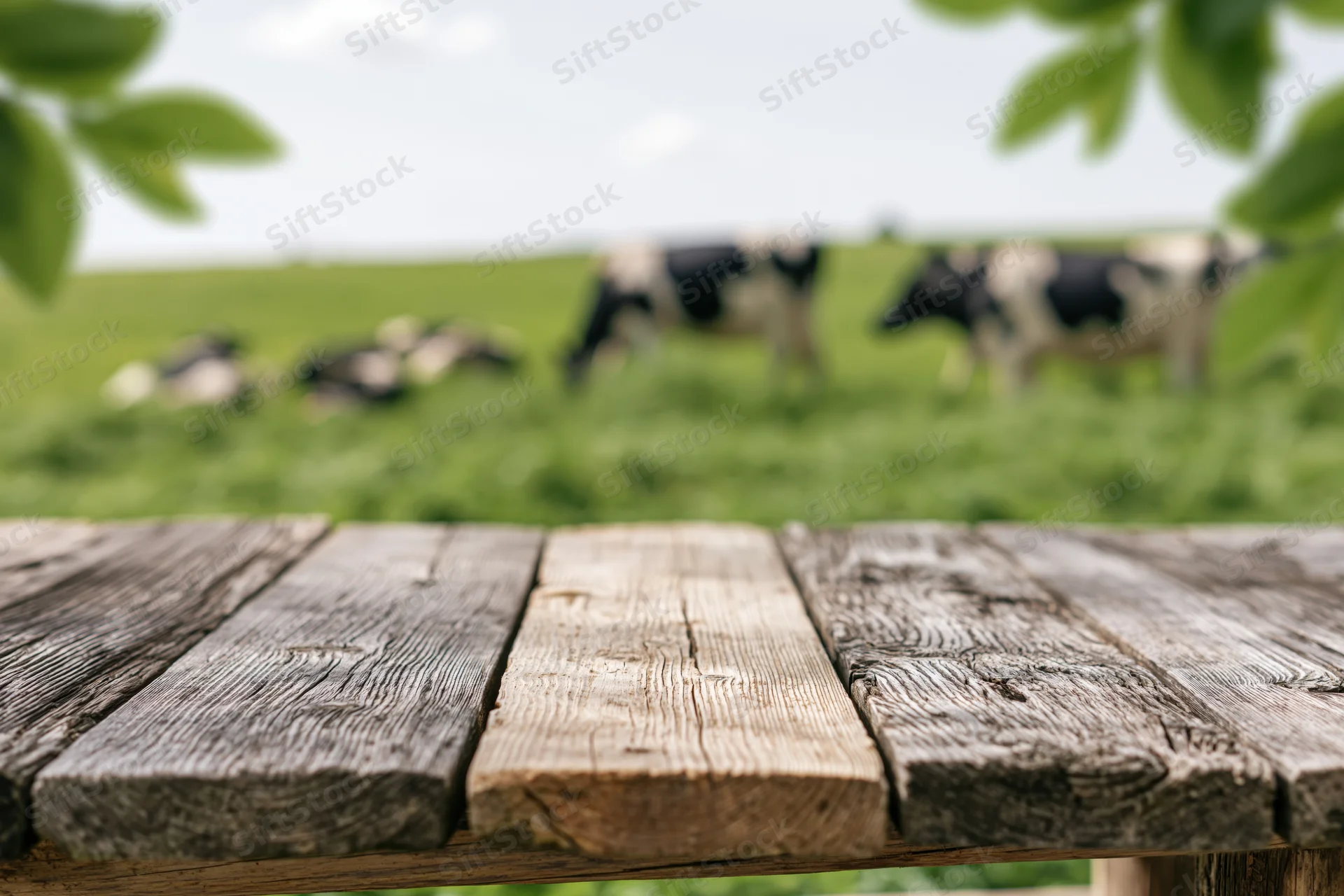 Weathered wooden table surface in foreground with cows grazing in blurred green pasture behind