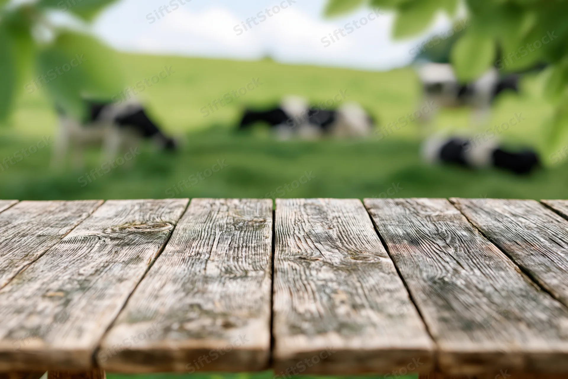 Weathered wooden table in foreground with cows grazing in blurred green pasture behind