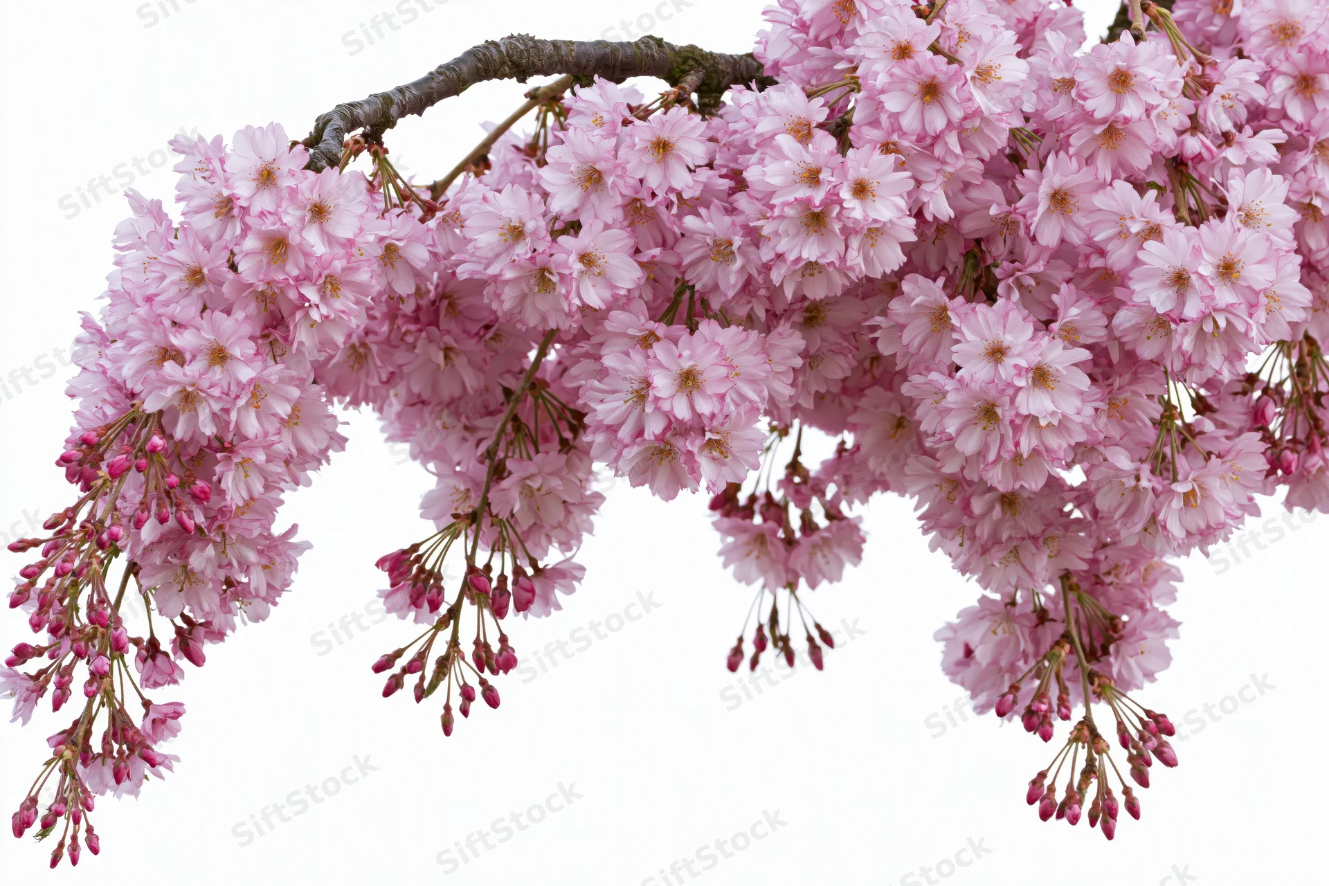 Weeping cherry blossom branch heavy with dense pink flowers against white background