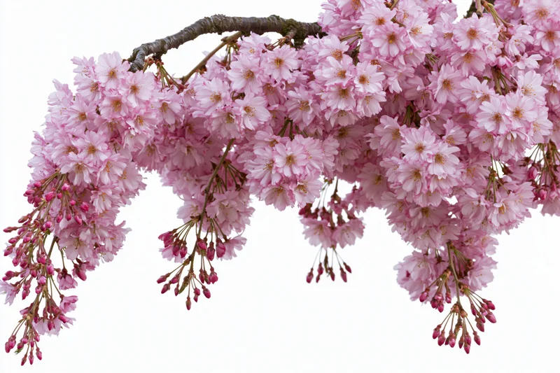 Weeping cherry blossom branch heavy with dense pink flowers against white background
