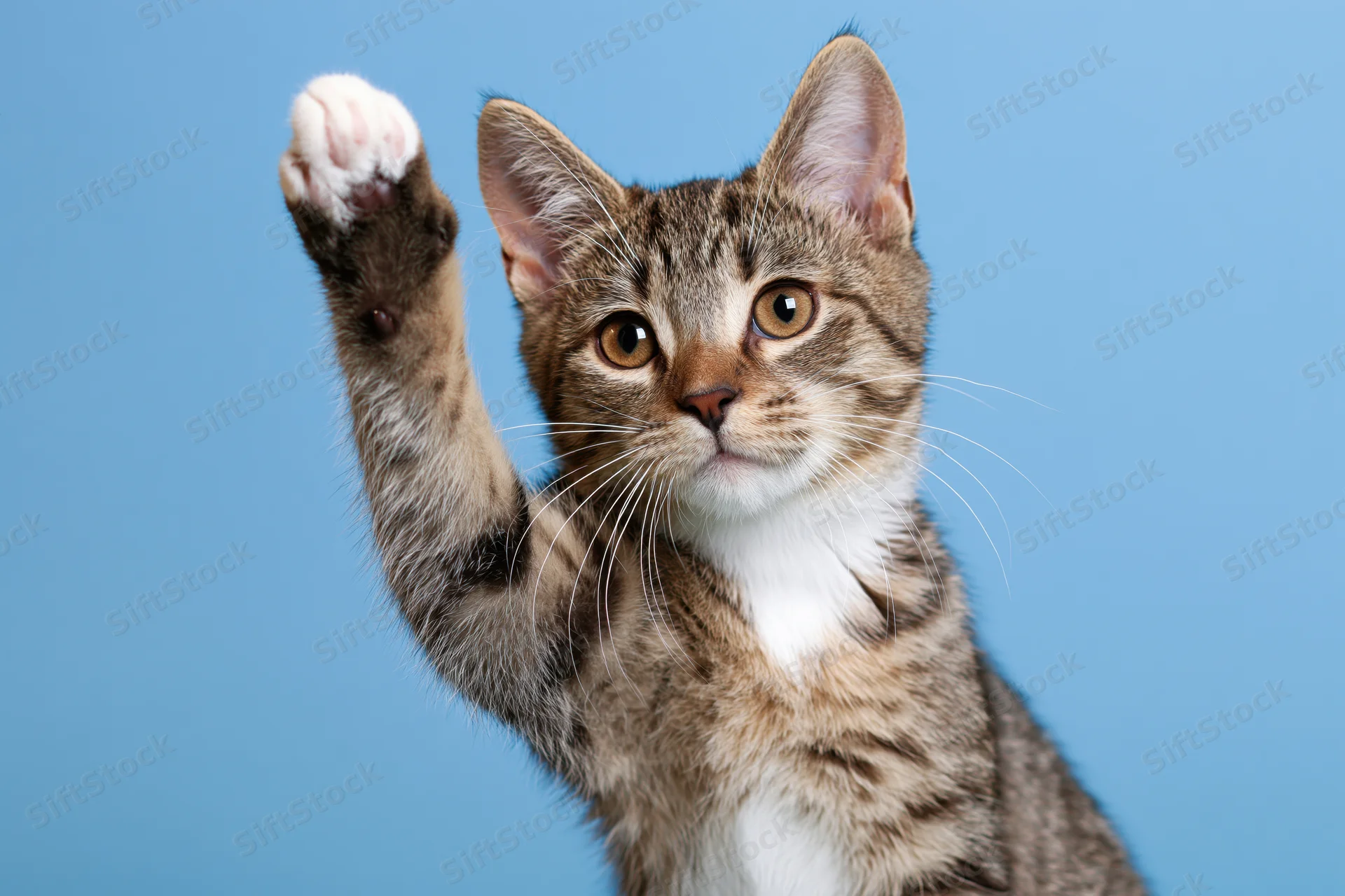 Young tabby kitten raising one white-tipped paw toward the camera against a blue background