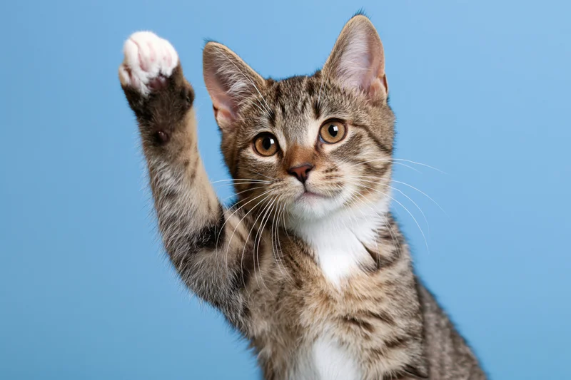 Young tabby kitten raising one white-tipped paw toward the camera against a blue background