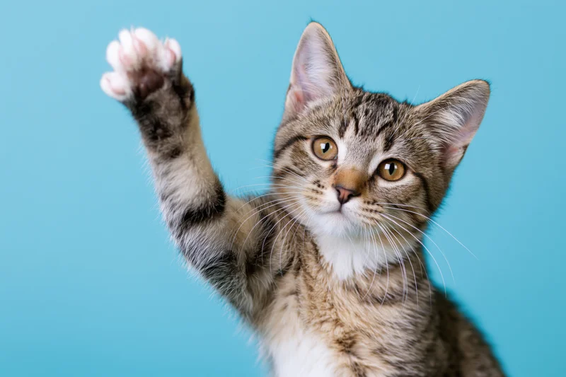 Young tabby kitten raising one white-tipped paw toward the camera against a blue background