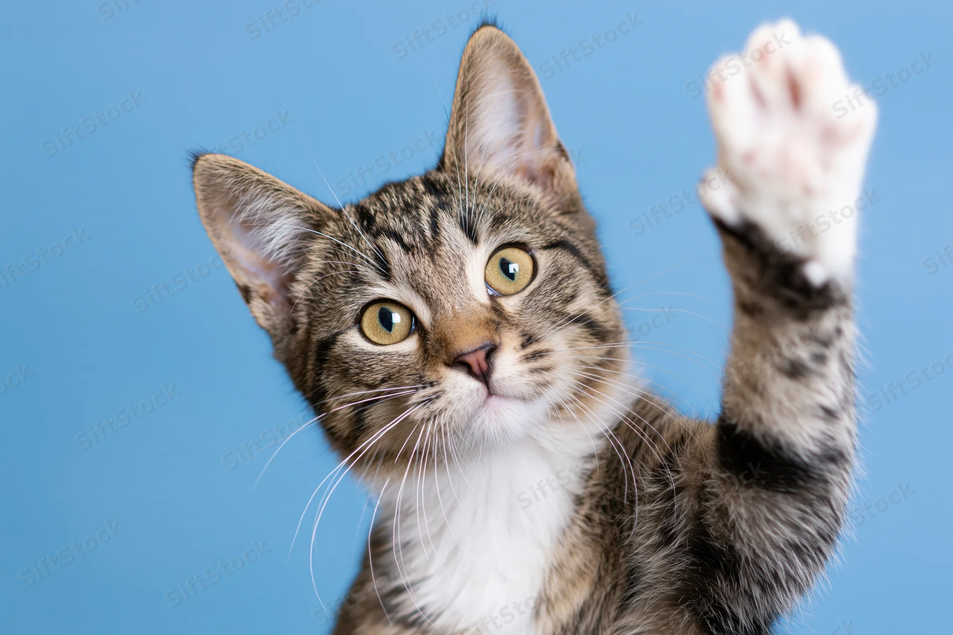 Tabby kitten raising its white paw toward the camera against a blue background