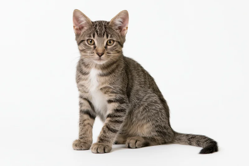 Young tabby kitten sitting upright facing camera in studio on white background