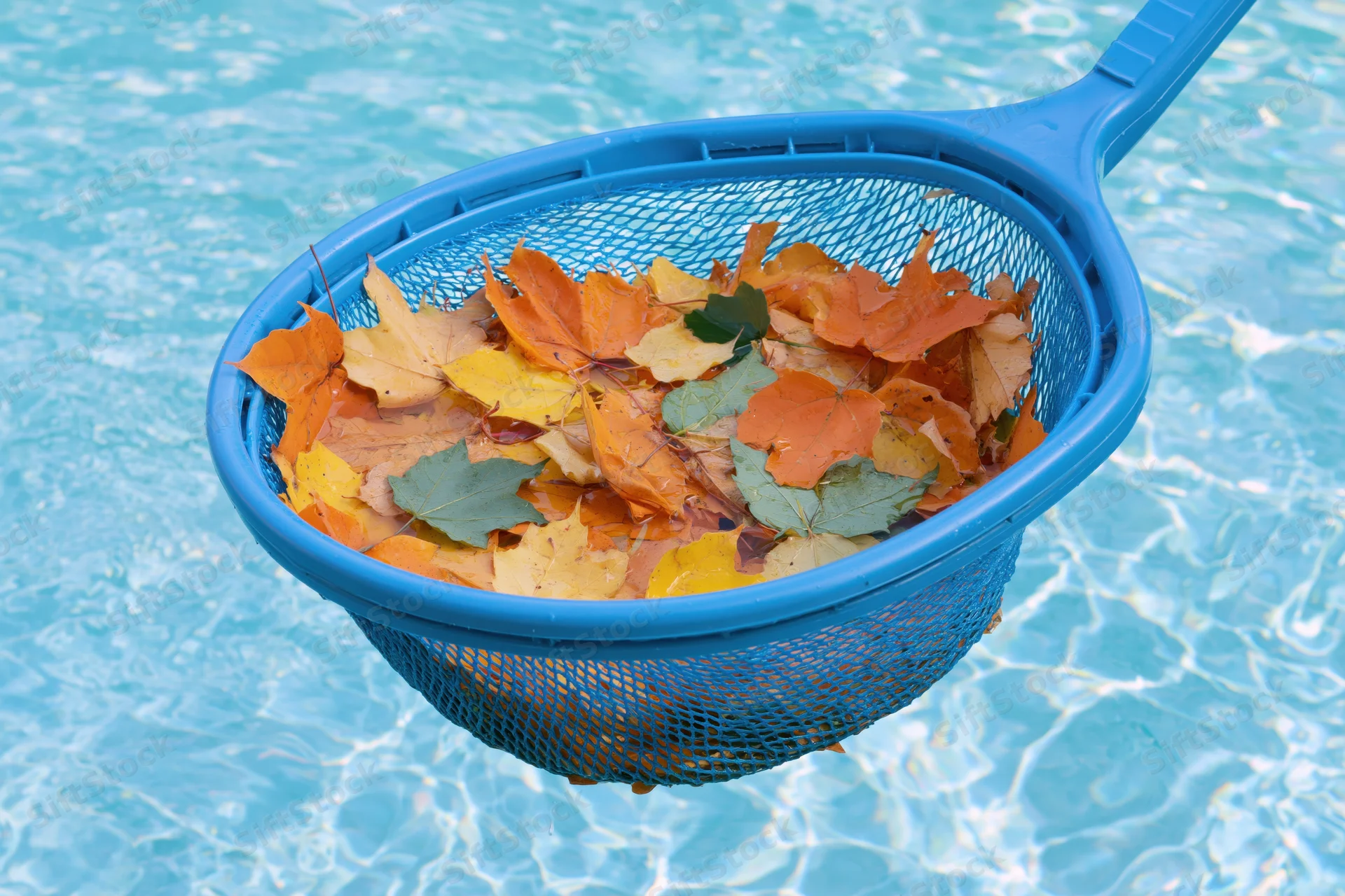 Blue plastic pool skimmer net holding autumn leaves above swimming pool water