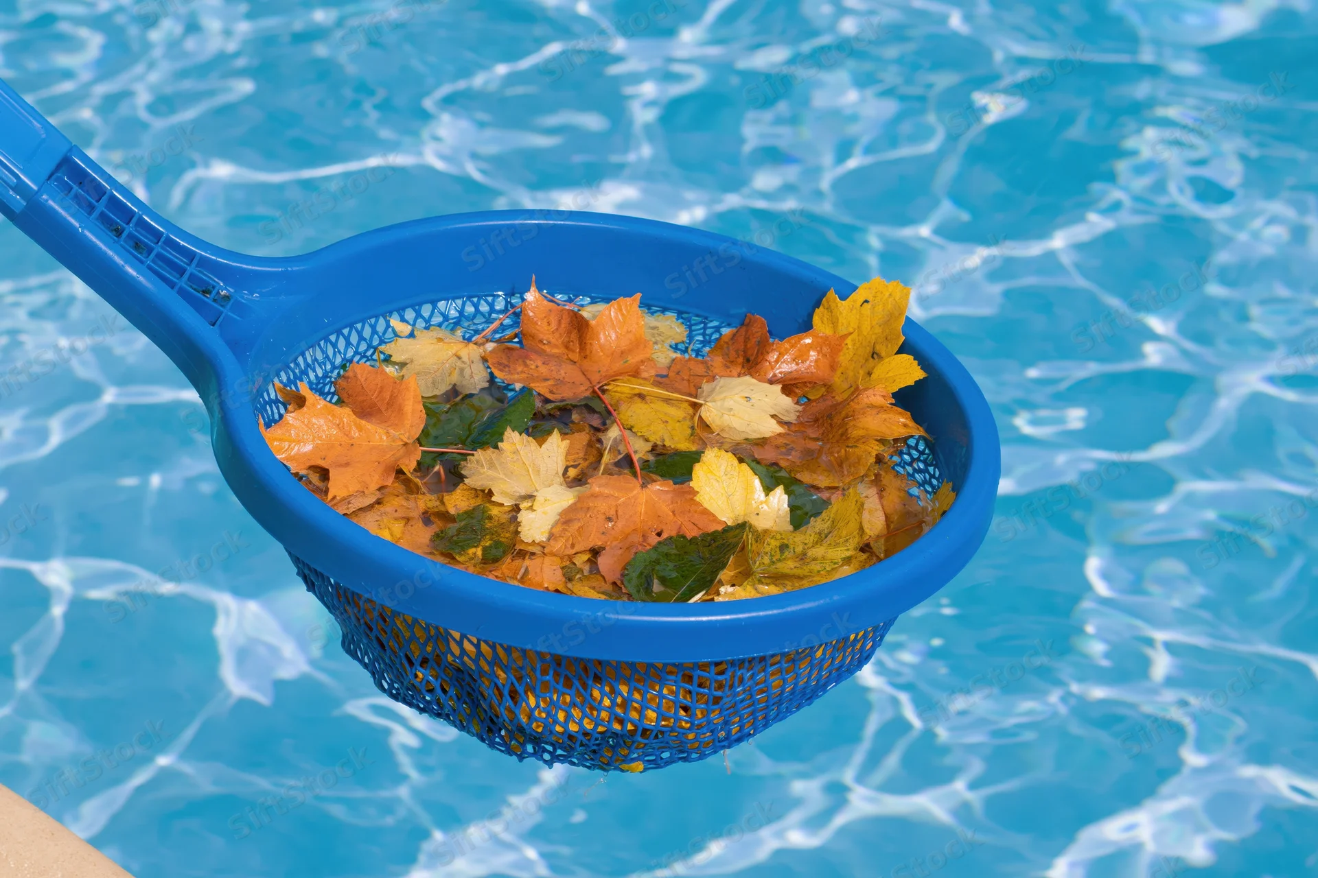 Blue plastic pool skimmer net holding autumn leaves above swimming pool water