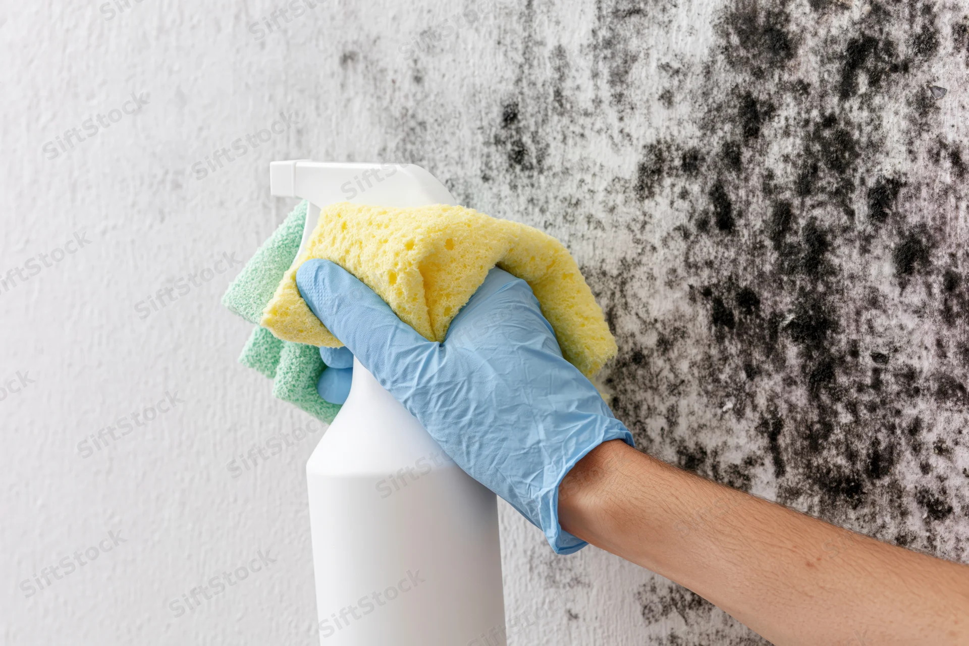 Hand in blue glove holding spray bottle and sponge scrubbing moldy wall