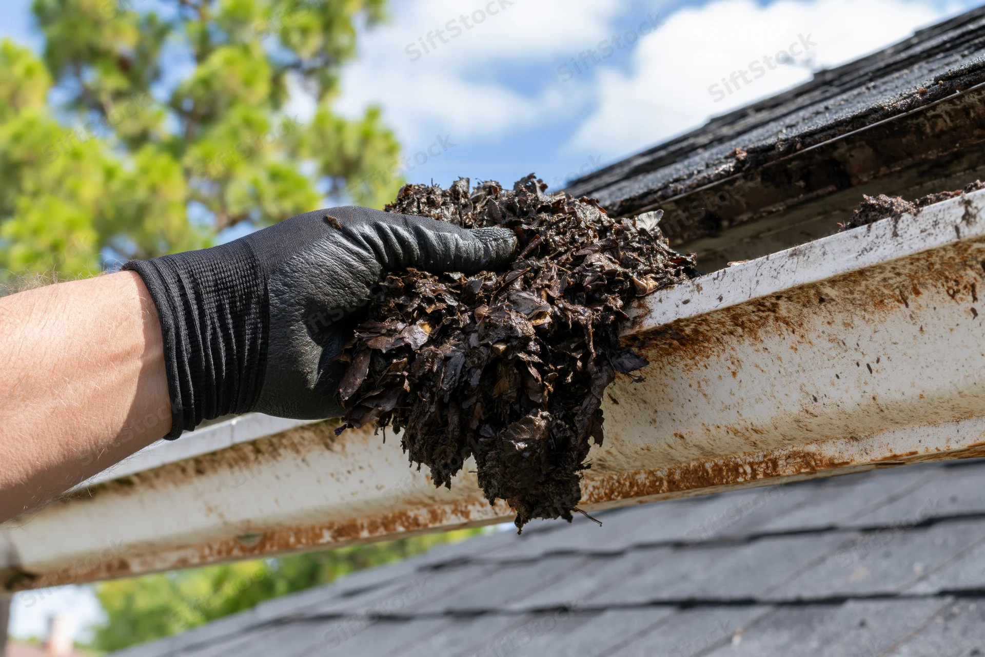 Gloved hand pulling clump of decomposed wet leaves from a rusted gutter on a roof