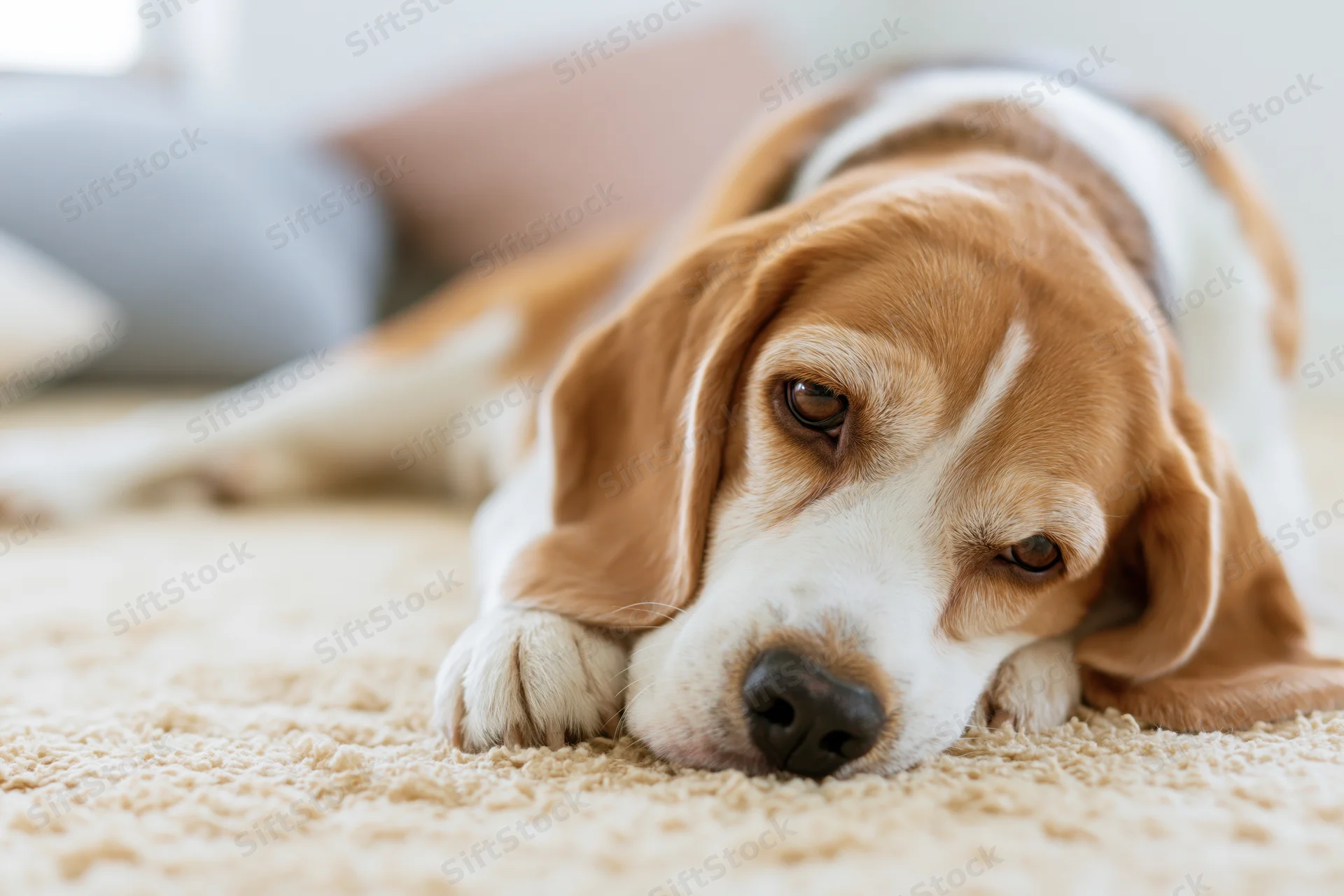 Beagle dog lying on cream carpet with chin resting, head on paws, in living room interior