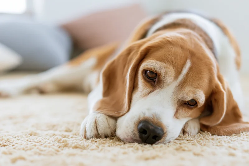 Beagle dog lying on cream carpet with chin resting, head on paws, in living room interior