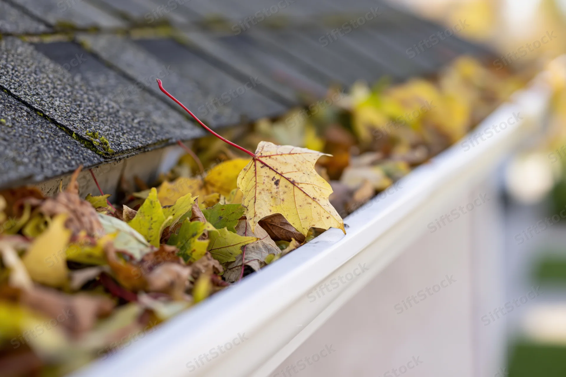 Close-up of a white vinyl rain gutter filled with fallen autumn leaves along a shingled roof edge